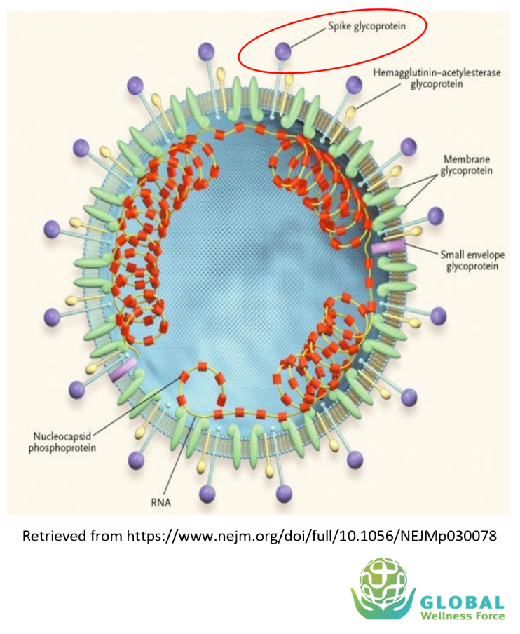 Knowledge Center Cvd-19 What is Cvd